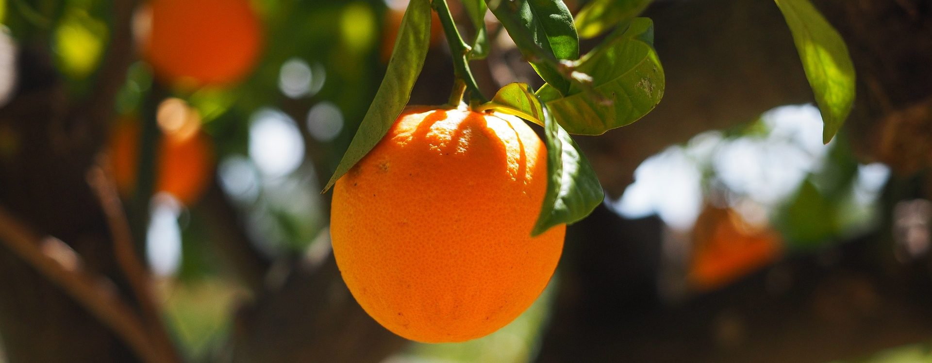 NARANJAS Y MANDARINAS